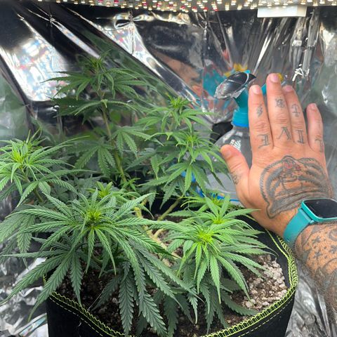 Preenseeds 2 geração  growlog timeline photo