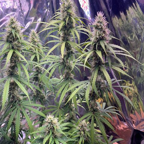 Preenseeds 2 geração  growlog timeline photo