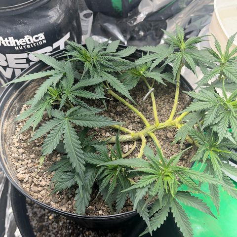 Preenseeds 2 geração  growlog timeline photo