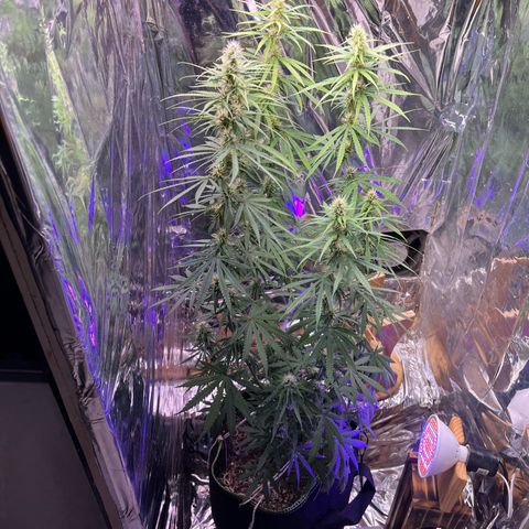 Preenseeds 2 geração  growlog timeline photo