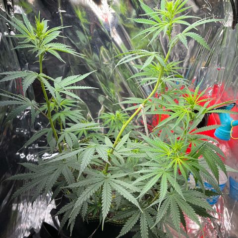 Preenseeds 2 geração  growlog timeline photo