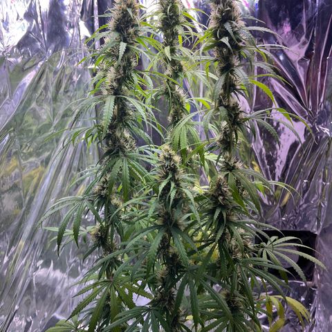 Preenseeds 2 geração  growlog timeline photo