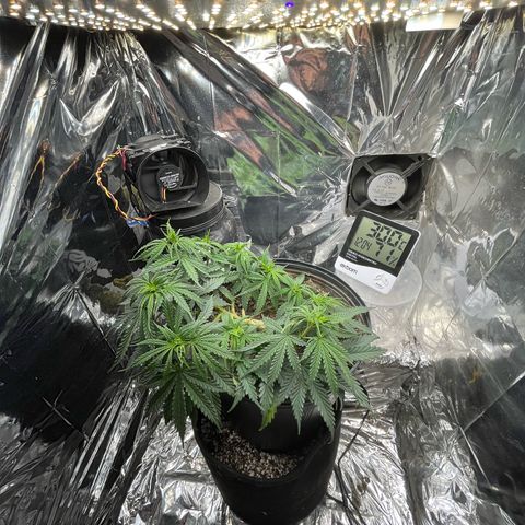 Preenseeds 2 geração  growlog timeline photo