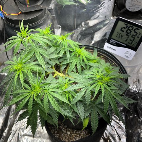 Preenseeds 2 geração  growlog timeline photo