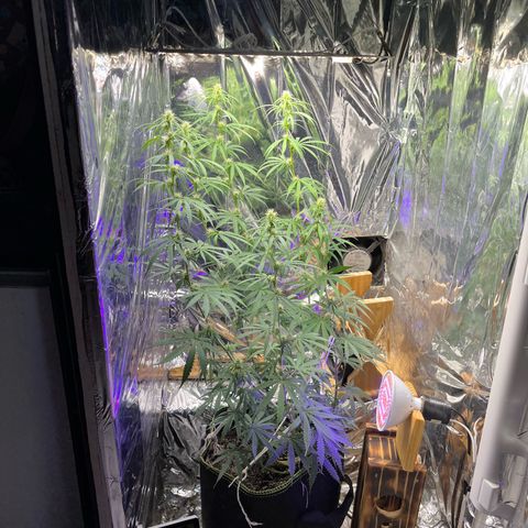 Preenseeds 2 geração  growlog timeline photo