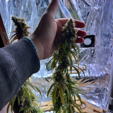 Preenseeds 2 geração  growlog timeline photo