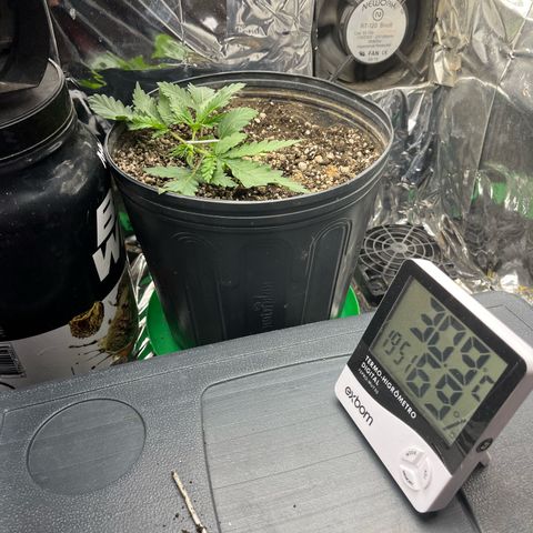 Preenseeds 2 geração  growlog timeline photo