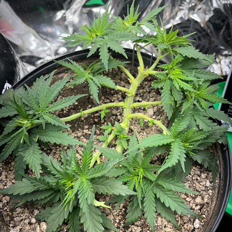 Preenseeds 2 geração  growlog timeline photo