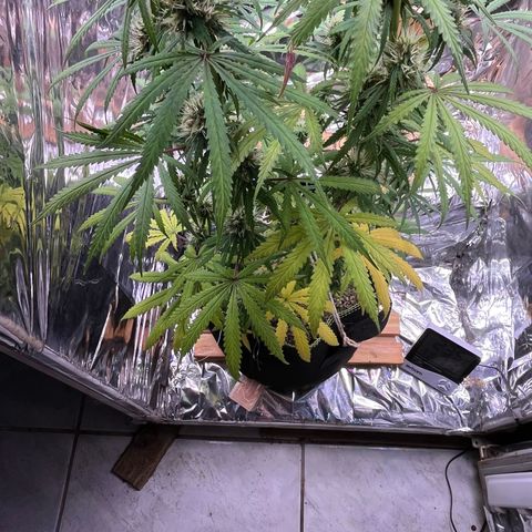 Preenseeds 2 geração  growlog timeline photo