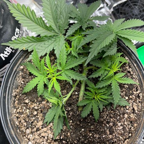 Preenseeds 2 geração  growlog timeline photo