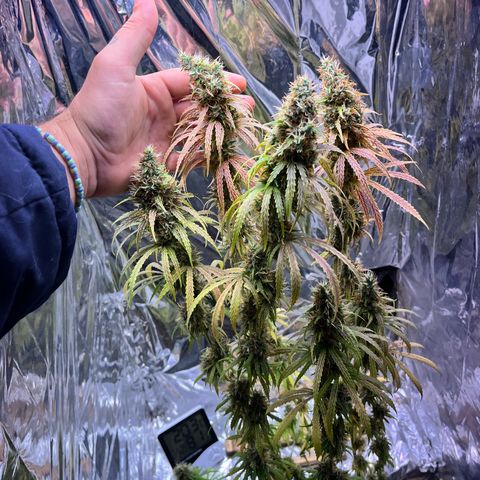Preenseeds 2 geração  growlog timeline photo