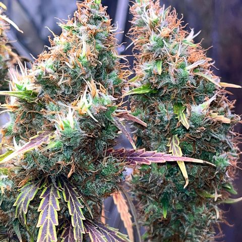 Preenseeds 2 geração  growlog timeline photo