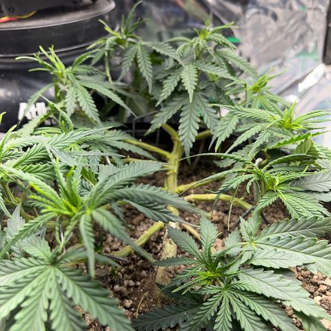 Preenseeds 2 geração  growlog timeline photo