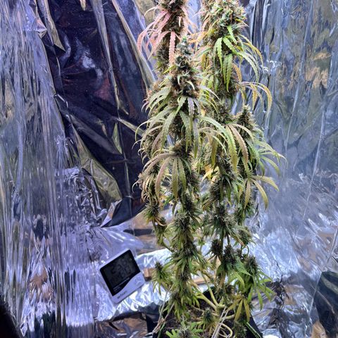 Preenseeds 2 geração  growlog timeline photo