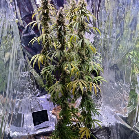 Preenseeds 2 geração  growlog timeline photo