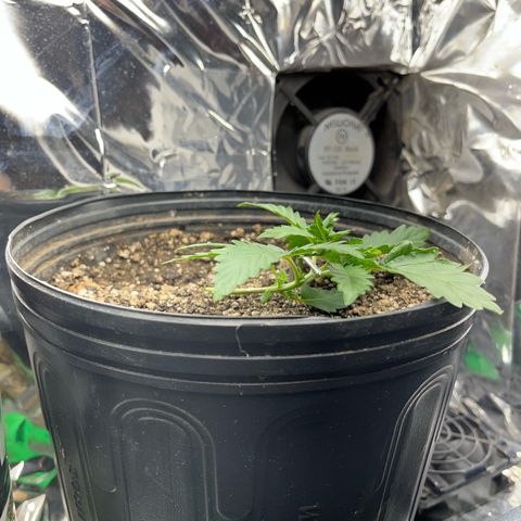Preenseeds 2 geração  growlog timeline photo