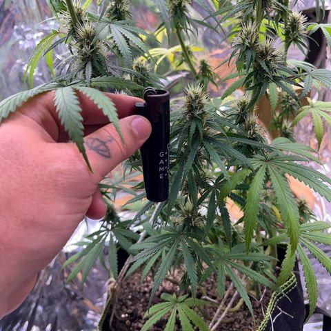 Preenseeds 2 geração  growlog timeline photo