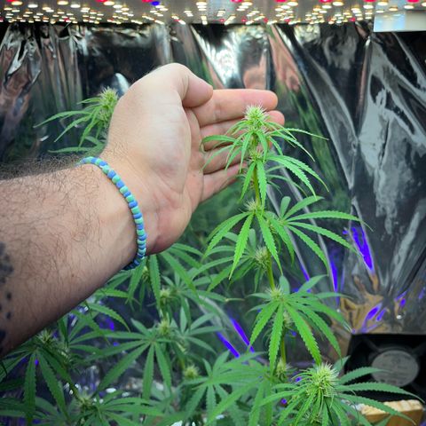 Preenseeds 2 geração  growlog timeline photo