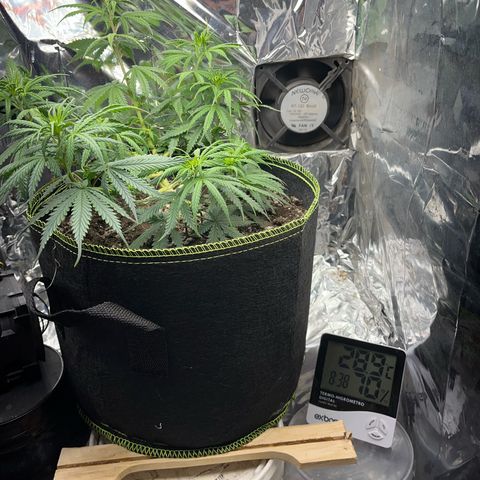 Preenseeds 2 geração  growlog timeline photo