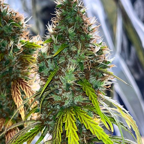 Preenseeds 2 geração  growlog timeline photo