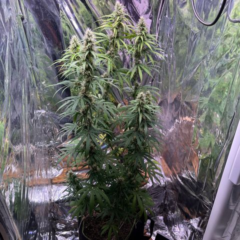Preenseeds 2 geração  growlog timeline photo