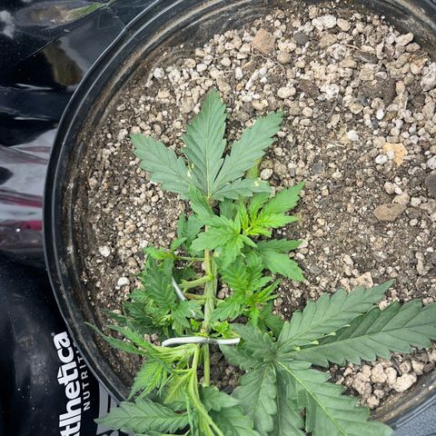 Preenseeds 2 geração  growlog timeline photo