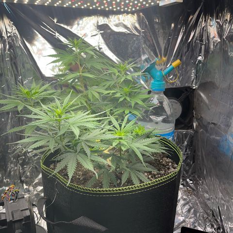 Preenseeds 2 geração  growlog timeline photo