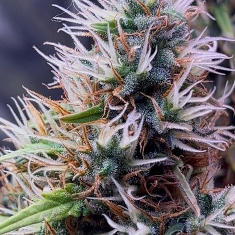 Preenseeds 2 geração  growlog timeline photo