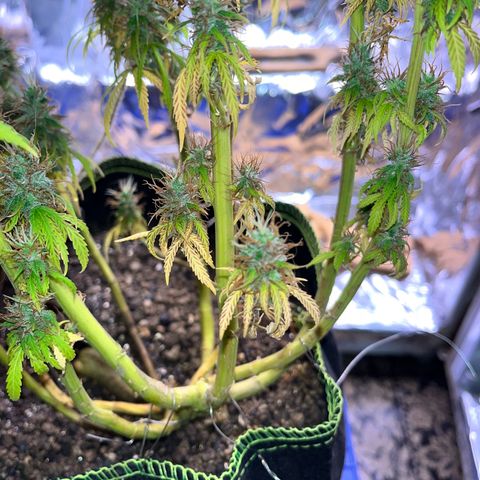 Preenseeds 2 geração  growlog timeline photo