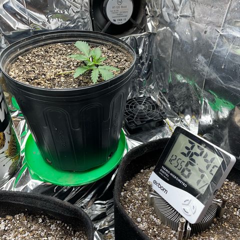 Preenseeds 2 geração  growlog timeline photo