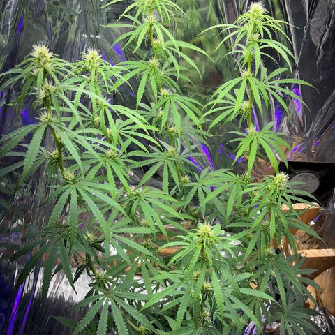 Preenseeds 2 geração  growlog timeline photo