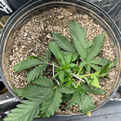 Preenseeds 2 geração  growlog timeline photo