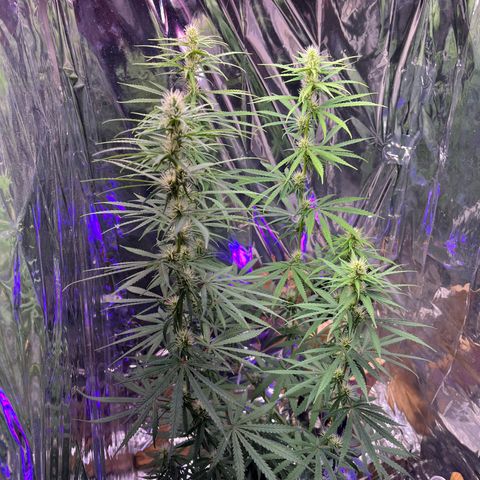 Preenseeds 2 geração  growlog timeline photo