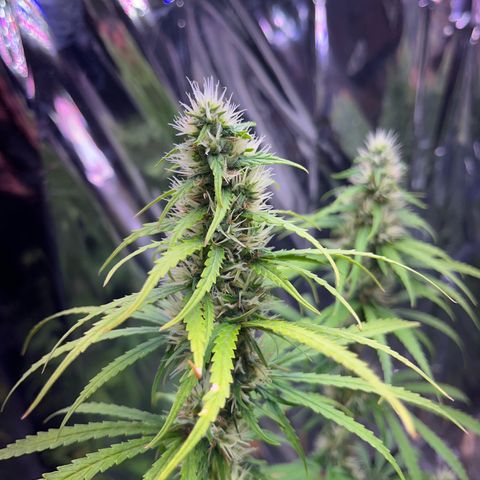 Preenseeds 2 geração  growlog timeline photo