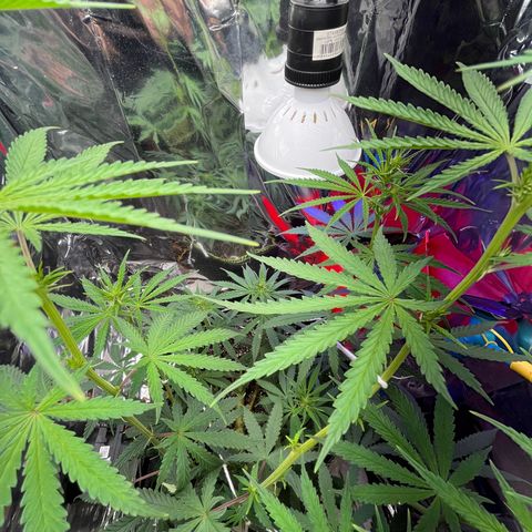 Preenseeds 2 geração  growlog timeline photo