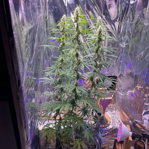 Preenseeds 2 geração  growlog timeline photo