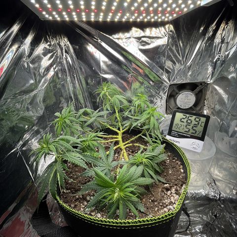Preenseeds 2 geração  growlog timeline photo