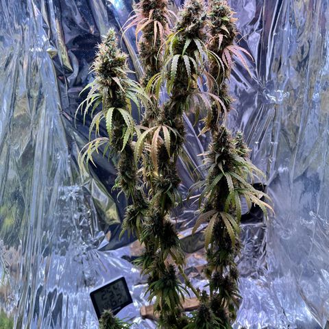 Preenseeds 2 geração  growlog timeline photo