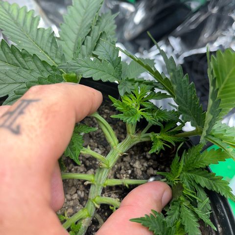 Preenseeds 2 geração  growlog timeline photo