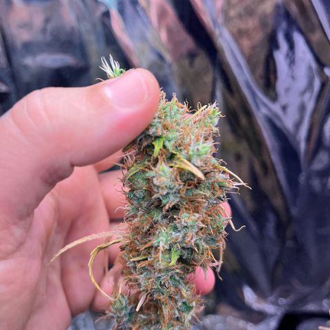 Preenseeds 2 geração  growlog timeline photo