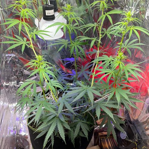 Preenseeds 2 geração  growlog timeline photo