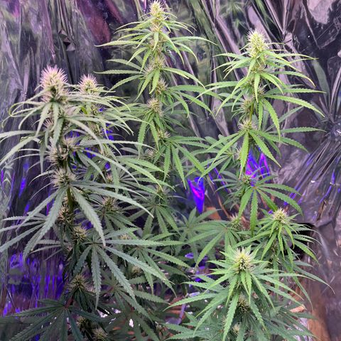 Preenseeds 2 geração  growlog timeline photo