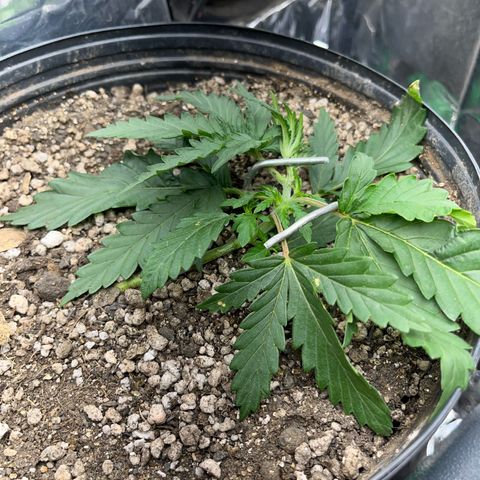 Preenseeds 2 geração  growlog timeline photo