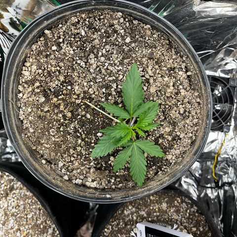 Preenseeds 2 geração  growlog timeline photo