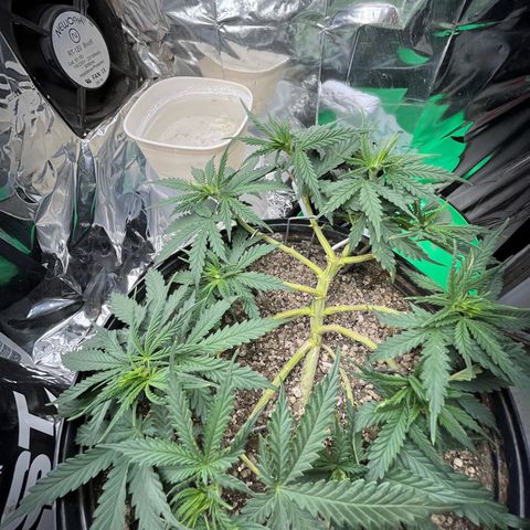 Preenseeds 2 geração  growlog timeline photo