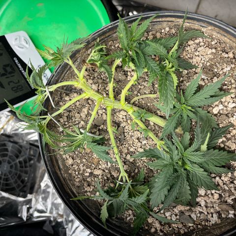 Preenseeds 2 geração  growlog timeline photo