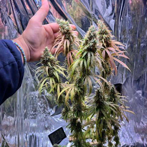 Preenseeds 2 geração  growlog timeline photo