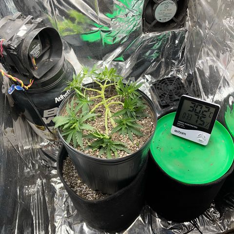 Preenseeds 2 geração  growlog timeline photo