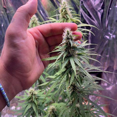 Preenseeds 2 geração  growlog timeline photo