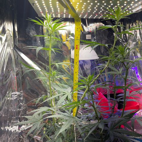 Preenseeds 2 geração  growlog timeline photo